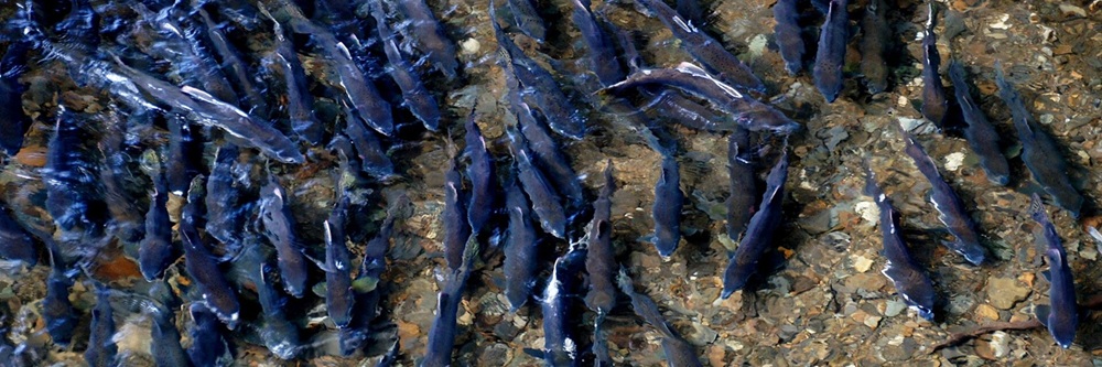 Salmon spawning in Ketchikan, Alaska