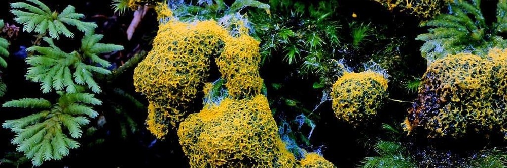 Slime mold and moss growing on a stump in the Tongass National Forest