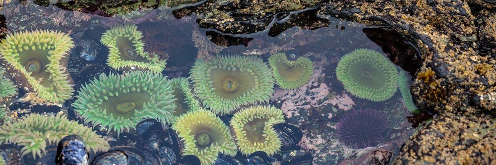Intertidal environment on Mitkof Island in the Tongass National Forest
