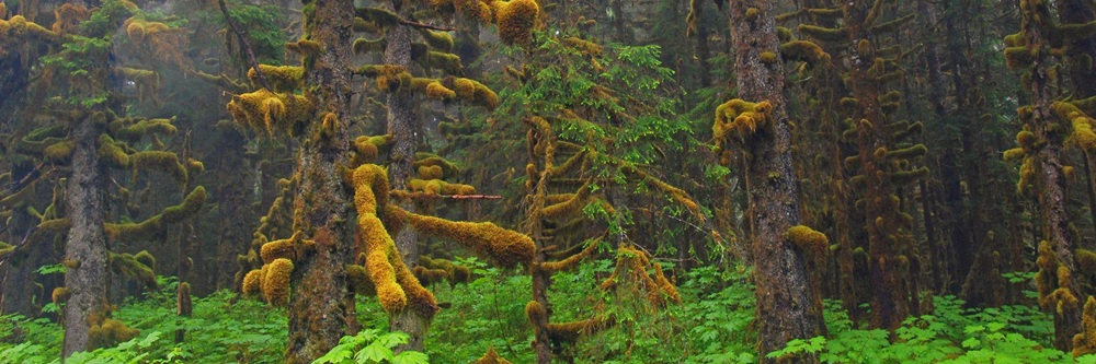 Misty landscape in the Tongass National Forest